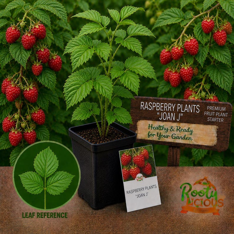 May include: A raspberry plant in a black square pot, surrounded by green leaves and ripe red raspberries. A wooden sign reads "Raspberry Plants 'Joan J'" and "Healthy & Ready for Your Garden". A leaf reference graphic and a product tag are also visible.