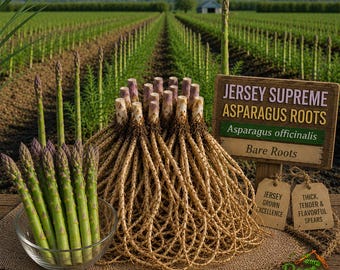 Jersey Supreme Asparagus - Asparagus Officinalis - 2-Year Old Live Crowns - Early Season High-Yield Variety