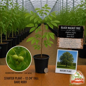 May include: A young black walnut tree in a black pot, approximately 12-24 inches tall. The image includes a close-up of walnuts and a picture of a mature tree. Text on the sign reads "Black Walnut Tree" and "Starter Plant - Bare Root".