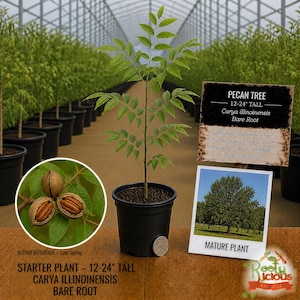 May include: A pecan tree starter plant in a black pot, 12-24 inches tall. The image includes a close-up of pecans and a photo of a mature tree. Text on the sign reads "Pecan Tree" and "Carya illinoinensis".