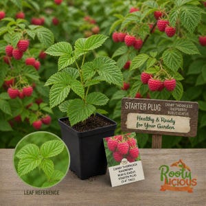 May include: A raspberry starter plug in a black square pot, with green leaves and red berries in the background. A sign reads "Healthy & Ready for Your Garden." A card shows the plant's name and size, 3-4 inches tall.