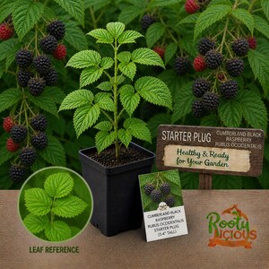 Pode incluir: Uma muda de framboesa preta Cumberland em um vaso quadrado preto. A planta tem folhas verdes e &eacute; cercada por galhos de framboesas pretas maduras e algumas vermelhas. Uma placa diz "Healthy & Ready for Your Garden."