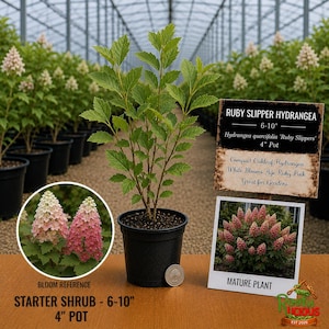 May include: A Ruby Slipper Hydrangea starter shrub in a 4-inch black plastic pot. The plant has green leaves and is displayed with a sign labeled Ruby Slipper Hydrangea 6-10 inches, Hydrangea quercifolia Ruby Slippers, 4 inch pot.