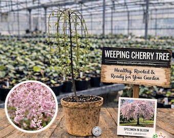 Weeping Flowering Cherry Tree - Prunus x Yeodensis - 2.5" Pot