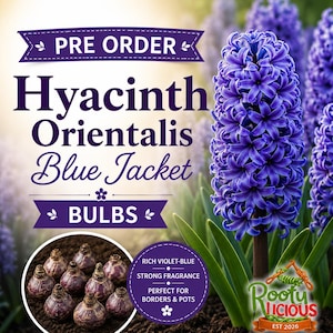 May include: A vibrant purple Hyacinth Orientalis Blue Jacket flower with green leaves and a circular inset showing several dark brown flower bulbs. The text reads PRE ORDER, Hyacinth Orientalis Blue Jacket, BULBS, and Rooty Licious EST 2026.