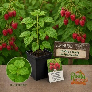 May include: A raspberry plant in a black pot with green leaves and red berries. A sign reads "Starter Plug, September Red Raspberry, Healthy & Ready for Your Garden." A smaller card shows the plant and reads "Starter Plug (3-4" Tall)."