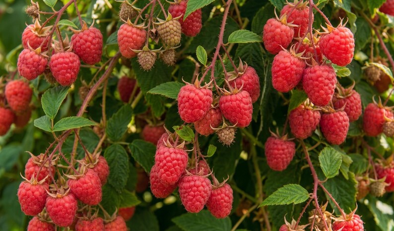 K&ouml;nnte beinhalten: Nahaufnahme eines Himbeerstrauchs voller reifer, roter Himbeeren. Die Beeren sind an gr&uuml;nen Stielen mit gr&uuml;nen Bl&auml;ttern angeordnet. Einige Beeren sind noch unreif und zeigen eine hellere Farbe. Das Bild ist gut beleuchtet und zeigt die Textur und Farbe der Fr&uuml;chte.