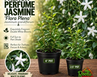 May include: Two French Perfume Jasmine plants in black plastic pots, one labeled 4 inch and one 2.5 inch. The text reads French Perfume Jasmine Flora Plena Jasminum grandiflorum, noting fragrant double white blooms and sun requirements.