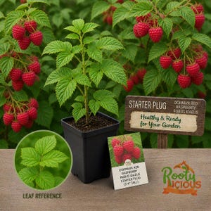 May include: A raspberry plant in a black pot with green leaves and red berries. A sign reads "Starter Plug" and "Healthy & Ready for Your Garden." A smaller card shows raspberries and says "3-4" tall."