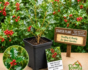May include: A dwarf holly plant in a black 3-inch pot with glossy green leaves and red berries. A wooden sign reads STARTER PLANT DWARF HOLLY BUSH CHRISTMAS WREATH BERRY. A small card repeats this text, and a circular inset shows a leaf detail.