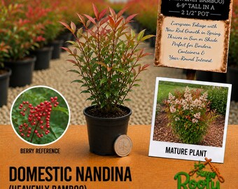 May include: A Domestic Nandina plant in a 2 1/2 inch pot with red and green leaves. A sign reads Domestic Nandina Heavenly Bamboo 6-9 inches tall in a 2 1/2 inch pot. Includes a berry reference inset and a mature plant photo with text.