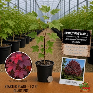 May include: A Brandywine Maple starter plant in a black quart pot, 1-2 feet tall. Includes a sign stating 'Brandywine Maple 1-2 FT Acer rubrum 'Brandywine' Quart Pot' and a photo of a mature tree with red-purple leaves for fall color reference.