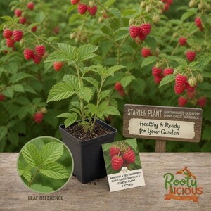 May include: A raspberry starter plant in a black square pot, with green leaves and red berries in the background. A sign reads "Healthy & Ready for Your Garden". A leaf reference and a card with the text "NANTAHALA RED RASPBERRY" are also visible.