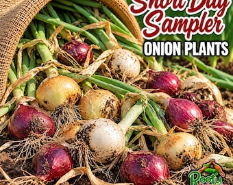 May include: A burlap sack spilling out a collection of fresh onion plants with green stalks and bulbs in shades of deep red and white. The text Short Day Sampler ONION PLANTS is visible at the top, and a Rootulicious logo is in the bottom corner.