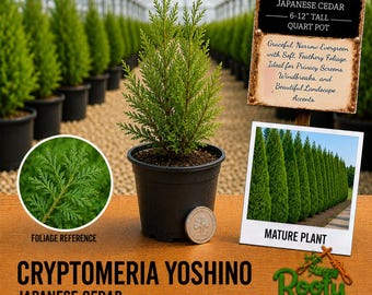 May include: A Cryptomeria Yoshino Japanese cedar plant in a black quart pot. The plant has green, feathery foliage. A sign displays the text: CRYPTOMERIA YOSHINO JAPANESE CEDAR 6-12" TALL QUART POT. A circular coin is placed next to the pot for scale.