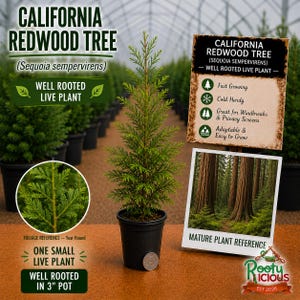 May include: A young California Redwood tree in a 3-inch pot. The image includes a foliage reference, a mature plant reference, and text that reads "California Redwood Tree" and "Well Rooted Live Plant". The tree is green and has a coin at the base.