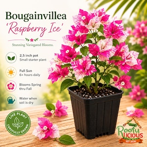 May include: A potted Bougainvillea 'Raspberry Ice' plant with vibrant pink and white variegated blooms. The plant is in a 2.5-inch pot and thrives in full sun, blooming from spring to fall. The image includes the text "Live Plant, Carefully Grown."