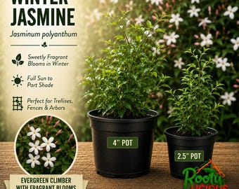 Winter Jasmine Live Plant Jasminum Polyanthum Fragrant Pink Buds Starter Pot Size