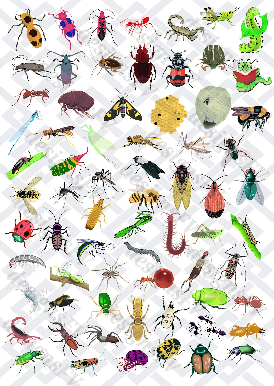 Insect File Insects and Bugs SVG Bundle, 70+ Mega Insect Clipart Set, Beetle Spider ...