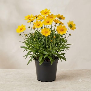 May include: A potted plant featuring numerous bright yellow flowers with prominent centers and slender green leaves. The plant is housed in a simple black plastic container, showcasing multiple blooming flowers and small green buds on thin stems.