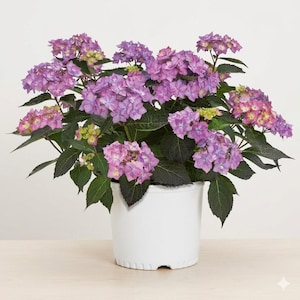 Live Let's Dance Can Do Hydrangea | 2 Gallon Flowering Shrub, Reblooming