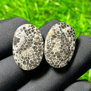 May include: Two oval-shaped cabochons of fossilized coral featuring a distinct honeycomb pattern. The stones display a mix of dark gray, black, and translucent white cellular structures with small patches of tan mineral inclusions throughout.