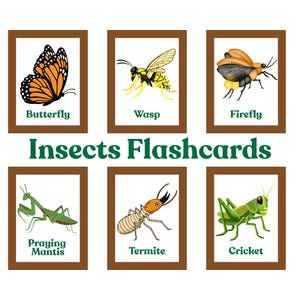 Op de afbeelding: Zes insecten flashcards, elk in een bruine lijst. De kaarten tonen illustraties van een vlinder, wesp, vuurvlieg, bidsprinkhaan, termiet en krekel. De titel "Insects Flashcards" staat in groene tekst.