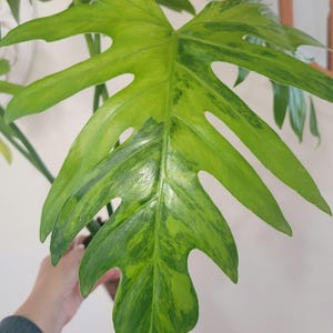 Può includere: Una grande foglia di filodendro profondamente lobata con motivi variegati di verde lime brillante e verde bosco più scuro. La foglia presenta una distinta struttura pennata con segmenti allungati e appuntiti.
