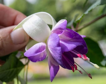 Fuchsie 'Delta Sarah' – Bewurzelte Stecklinge – Blühende Gartenpflanze