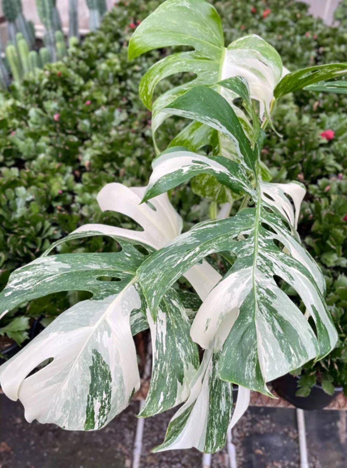 Monstera deliciosa variegata - Etsy 日本