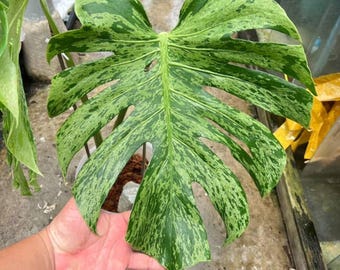 Op de afbeelding: Een groot Monstera-blad met een levendig bont patroon van donkergroene en licht limoengroene spikkels. Het blad heeft diepe natuurlijke insnijdingen en lobben die uitwaaieren vanaf een centrale stengel met een gevlekte textuur.