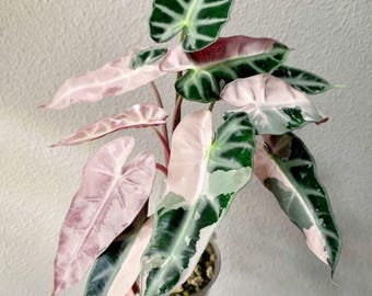 Op de afbeelding: Een Alocasia-plant met bonte, pijlvormige bladeren met een mix van donkergroene, lichtgroene en zachtroze vlekken. De plant staat in een doorzichtige plastic pot gevuld met aarde, wat het opvallende blad en de stengels goed laat zien.