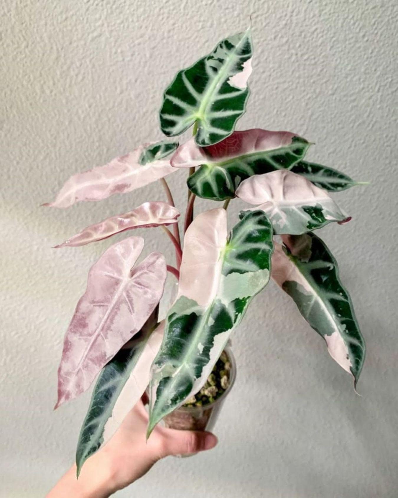 Alocasia Bambino Pink Corms Rare Tropical Houseplant