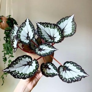 May include: A potted Rex Begonia plant featuring heart-shaped leaves with a silvery-white centre, dark green edges, and white speckles. The plant has thin, reddish-brown stems and is contained in a simple, light-coloured, round ceramic pot.
