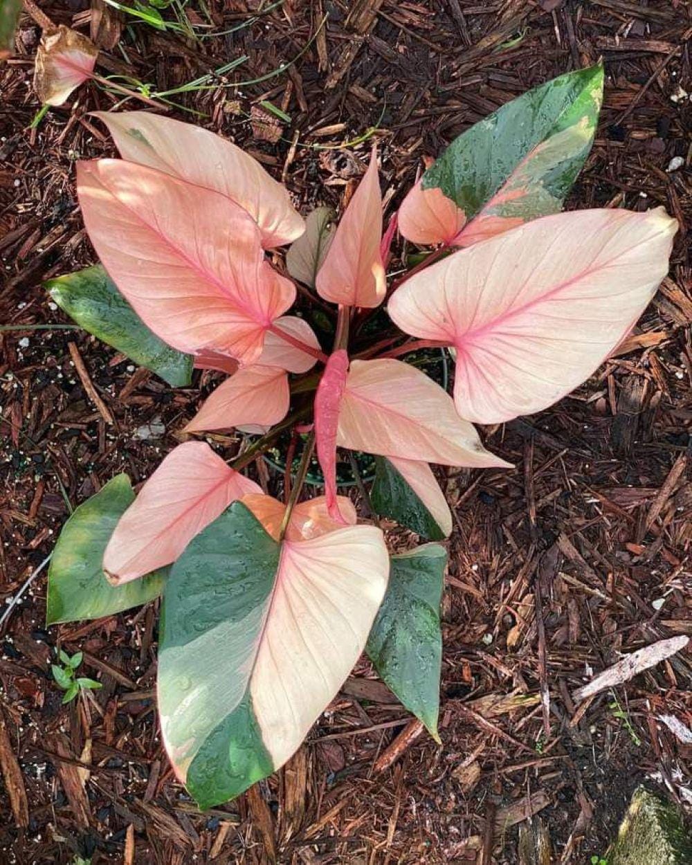 Pink variegated monstera - Etsy.de