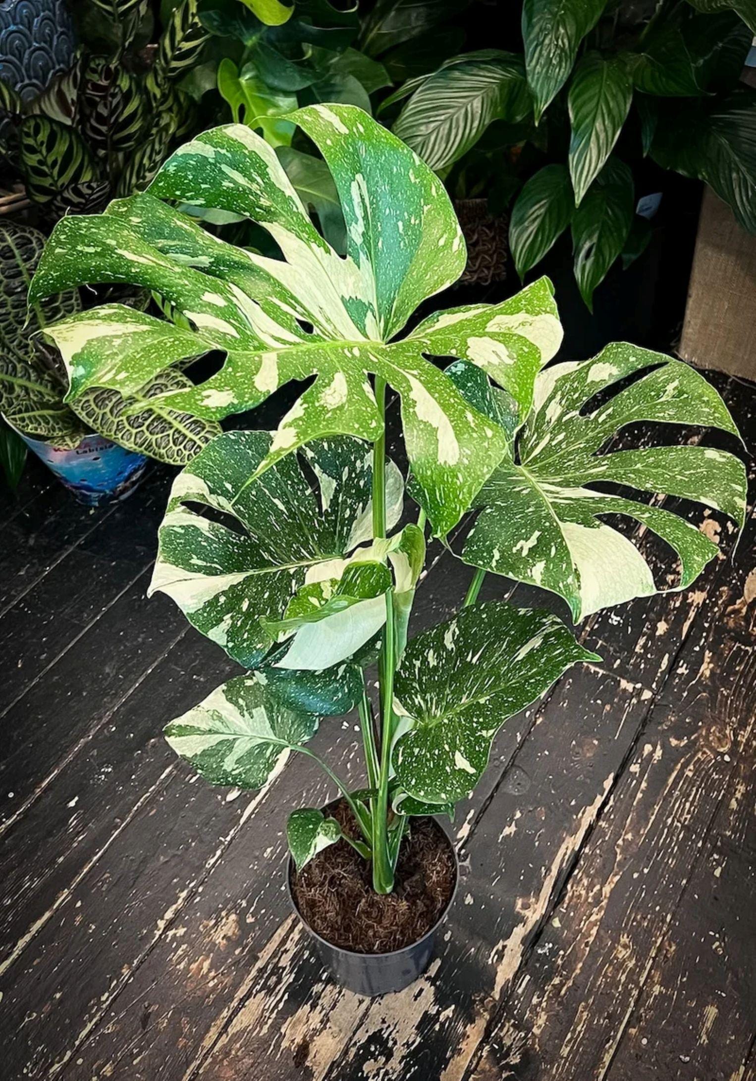Monstera electro light - Etsy 日本
