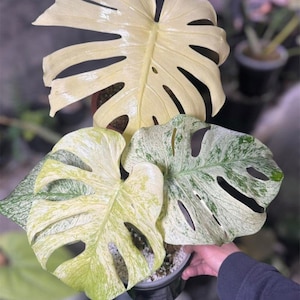 Monstera electro light - Etsy 日本