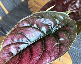 Op de afbeelding: Een glanzend blad van een Alocasia cuprea plant met een diepe, donkerpaarse en bordeauxrode kleur en een opvallend, verhoogd netwerk van nerven. Het hartvormige blad heeft een metallic glans en een textuurrijk oppervlak met een lichtgroene rand.