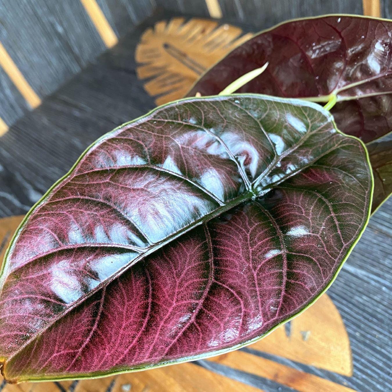 Colocasia pink - Etsy 日本