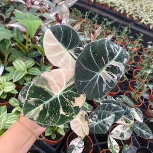 May include: An Alocasia Frydek variegated plant featuring heart-shaped, deep green leaves with prominent white veins and distinct patches of creamy pink and white variegation. The plant has multiple leaves with a velvety texture and pointed tips.