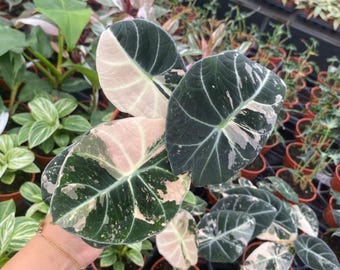 Op de afbeelding: Een bonte Alocasia Frydek plant met hartvormige, diepgroene bladeren met opvallende witte nerven en duidelijke vlekken van crèmeroze en witte variegatie. De plant heeft meerdere bladeren met een fluweelachtige textuur en spitse punten.