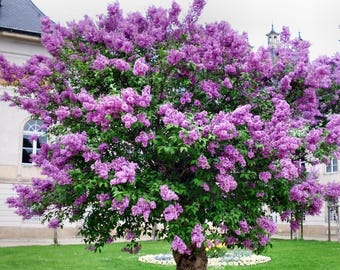 Old Fashion Lilac Live Plant - Purple Fragrant Flowering Shrub