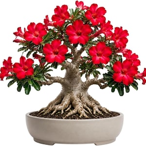 Op de afbeelding: Een bonsai boom met felrode bloemen en groene bladeren. De boom heeft een dikke, getextureerde stam en blootliggende wortels, geplant in een lichtgrijze keramische pot. De bloemen staan in volle bloei en creëren een opvallend contrast.