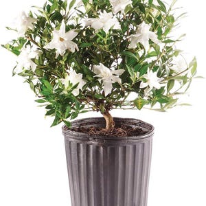 Live Gardenia Bonsai Tree - 4 Years Old Outdoor Plant