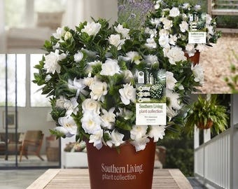 Jubilation Gardenia Live Plant - Fragrant White Evergreen Shrub