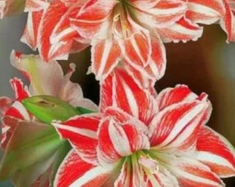 Dancing Queen Amaryllis Blumenzwiebel - Doppelte rot weiße Blumenpflanzenzwiebel