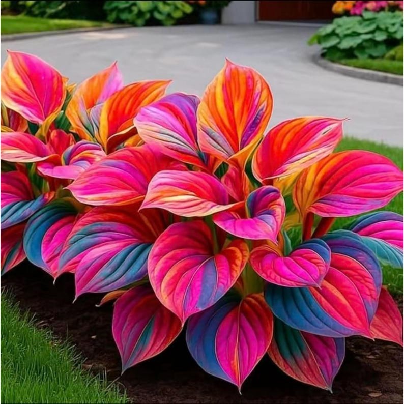 Rainbow Hosta Seeds 200+ – Mixed Color Perennial Shade Garden Plant - Etsy