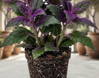 Purple Passion Plant Live - Indoor Gynura Houseplant 4 Inch