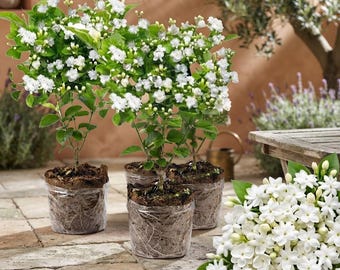 Desert Rose Live Plant | Adenium Obesum Succulent | Well Rooted Flowering Plant