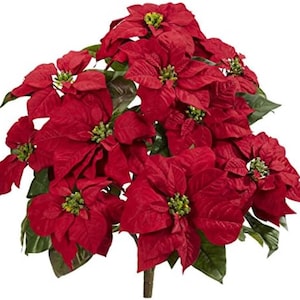 Könnte beinhalten: Eine Poinsettie mit leuchtend roten Hochblättern und grünen Blättern. Die Pflanze hat mehrere Blüten mit gelb-grünen Zentren, die eine festliche Darstellung ergeben. Eine beliebte Weihnachtsdekoration mit einem einzelnen Stiel.